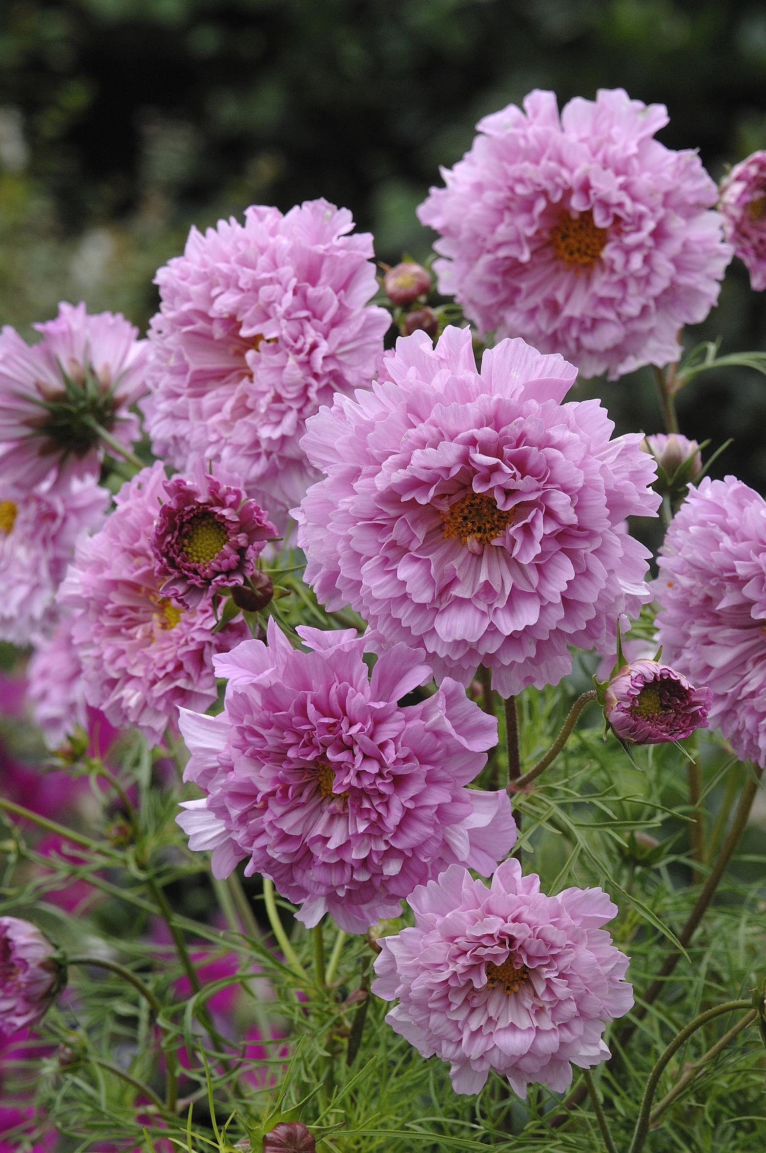 Rose Bon Bon' Double Butterfly Cosmos – Renee's Garden