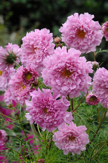 Double Butterfly Cosmos - Rose Bon Bon