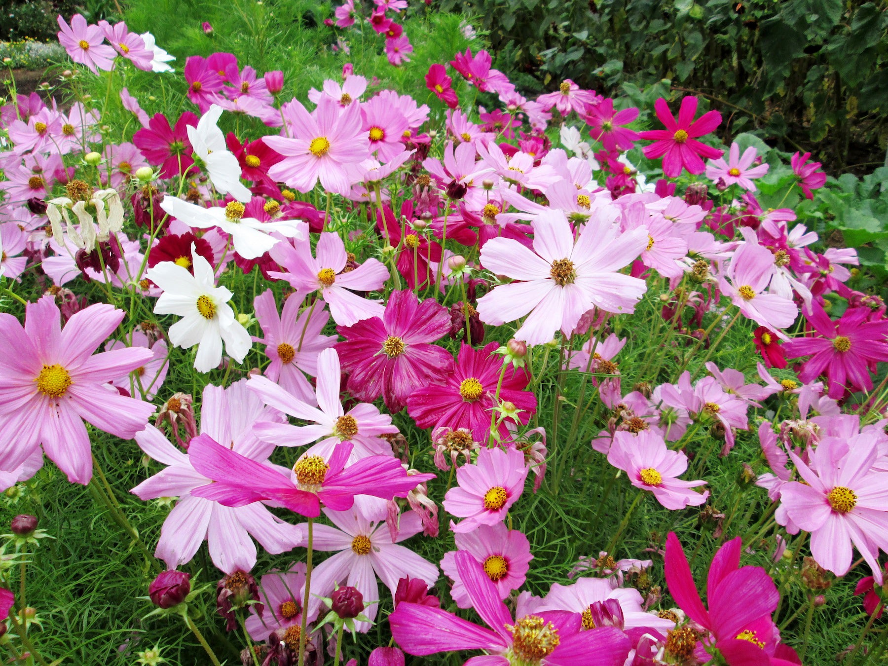 cosmos-sonata-mix-01.jpg?v=