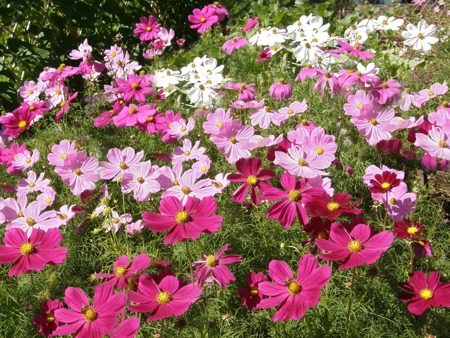 Rosegarden 01 & 04 4本 ×3トータル12本セット Sonata Mix' Kneehigh Cosmos – Renee's Garden