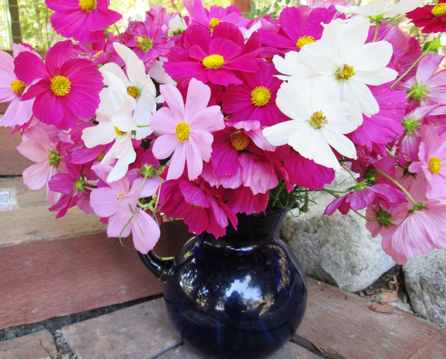 Sonata Mix' Kneehigh Cosmos – Renee's Garden