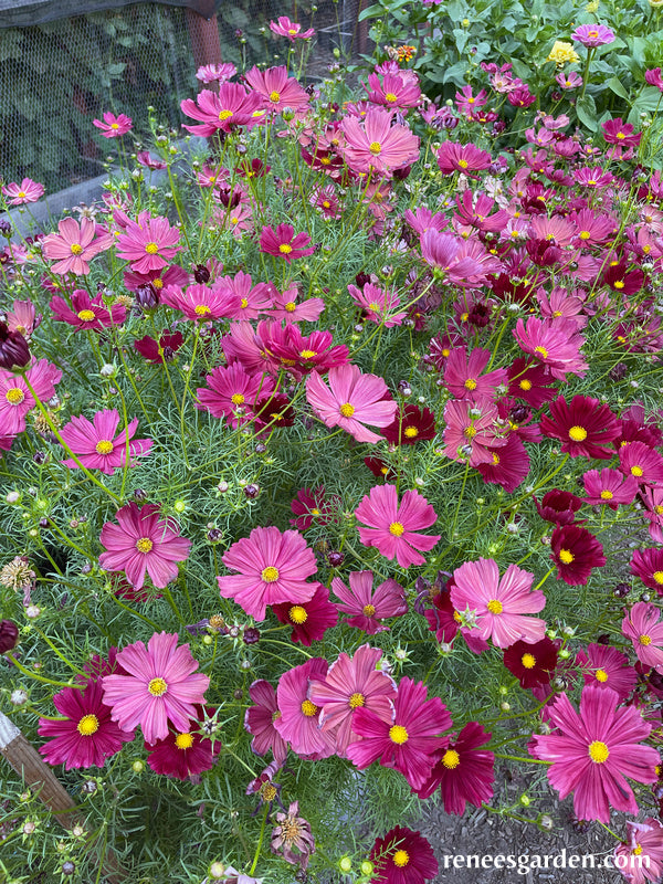 'Velouette' Bouquet Cosmos Renee's Garden Seeds