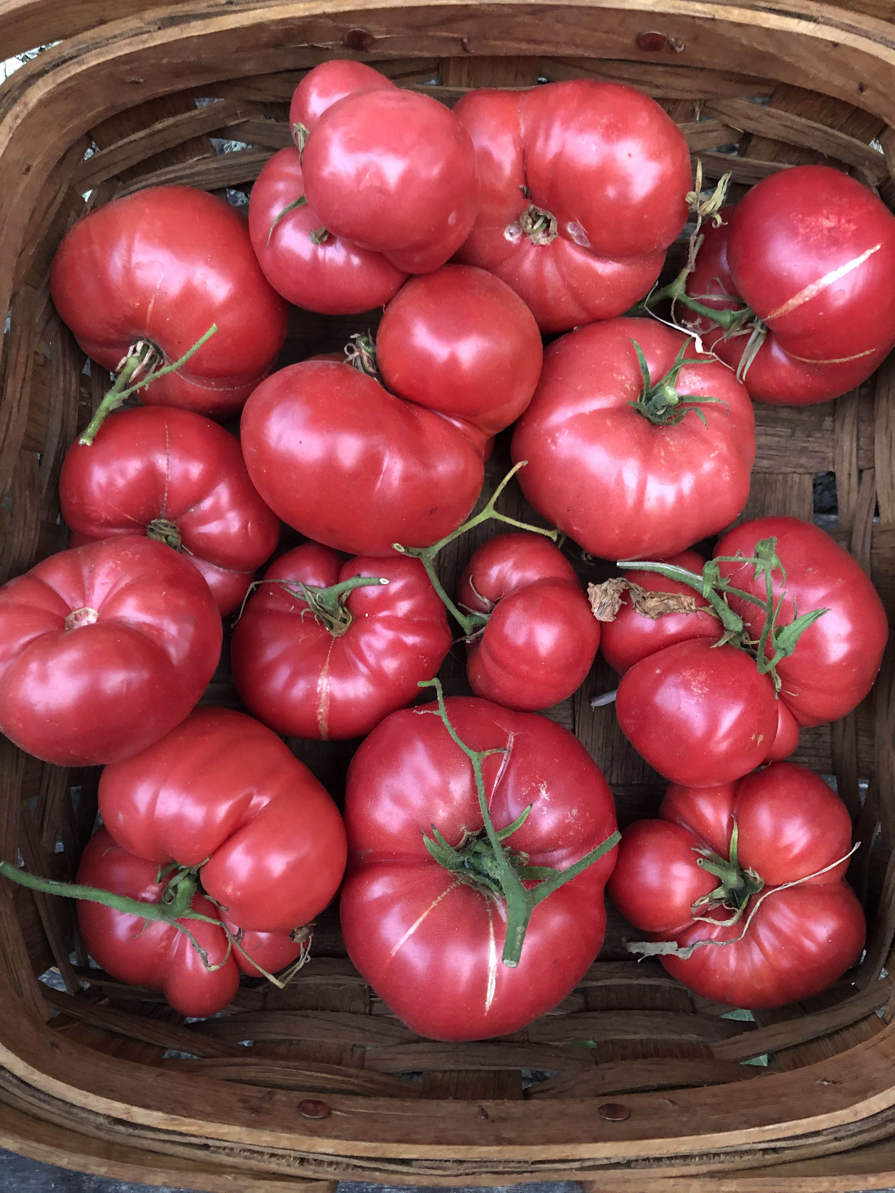 Renee's Garden Costoluto Genovese Tomato - Thumbnail 2