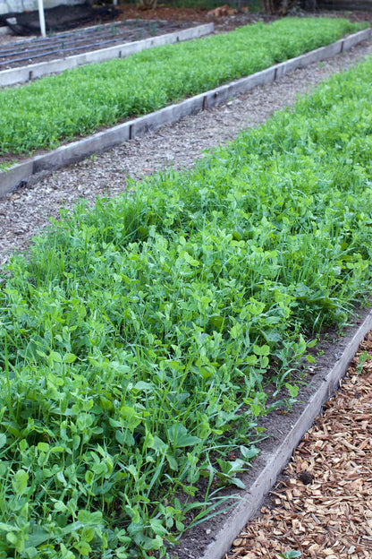 Protect & Fertilize Green Cover Crop Blend