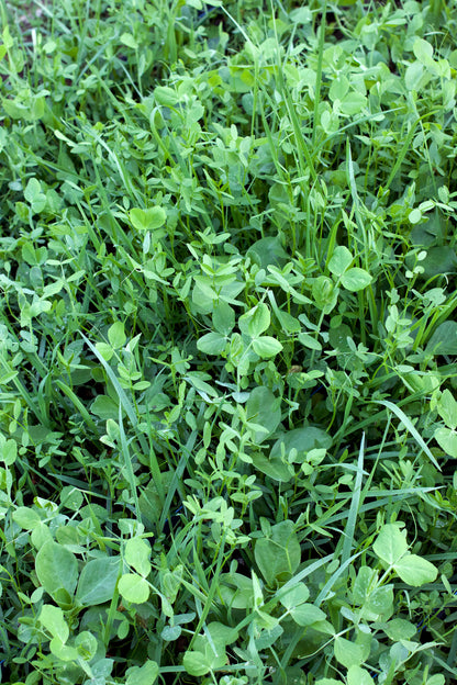 Protect & Fertilize Green Cover Crop Blend