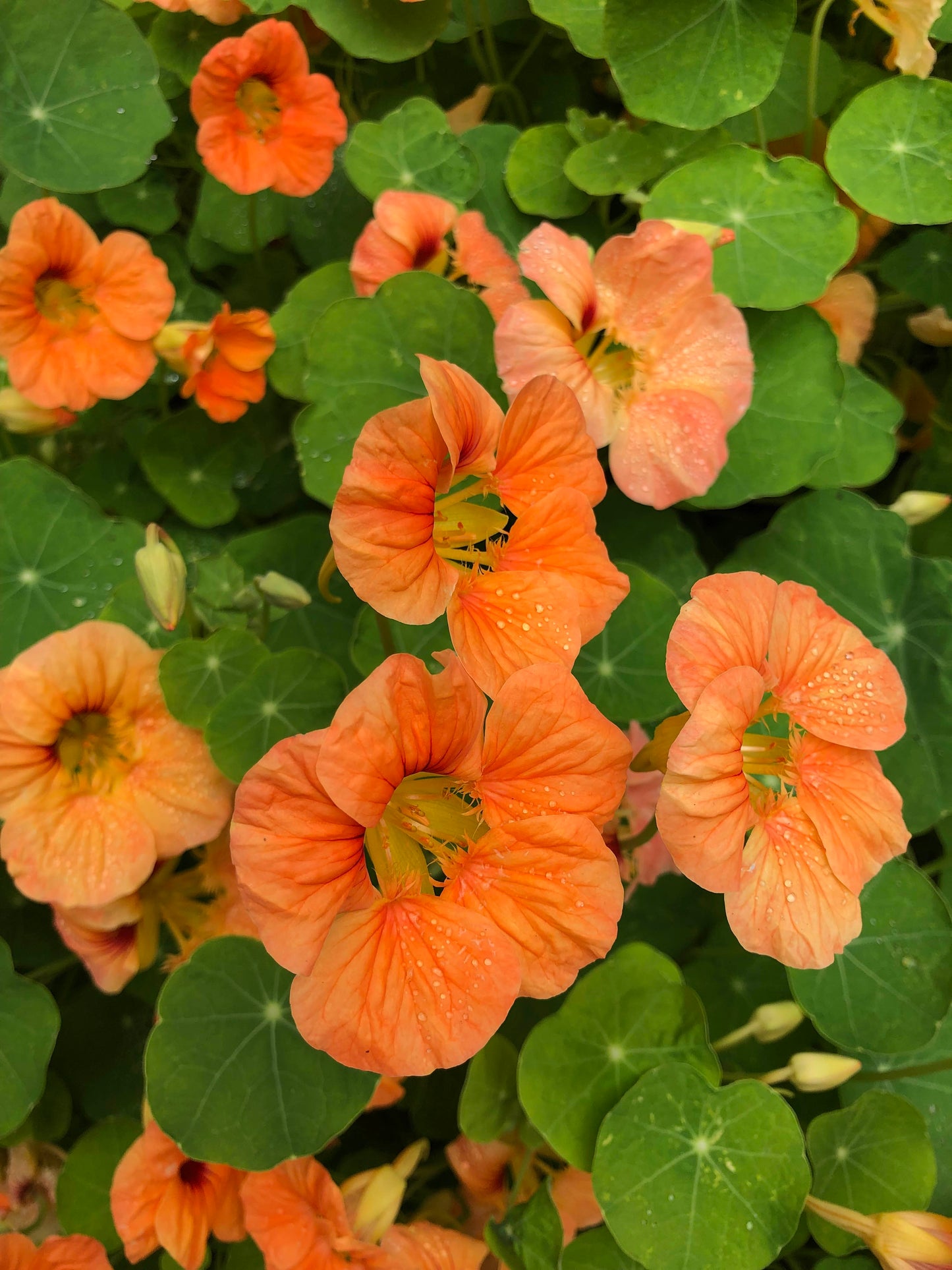 Nasturtiums - Creamsicle - Hummingbird Nasturtiums