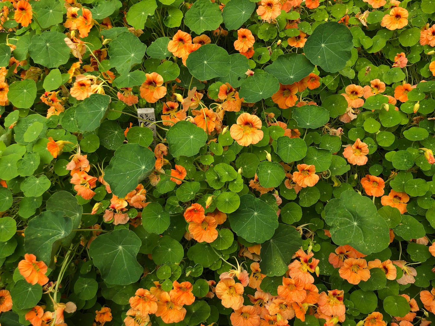 Nasturtiums - Creamsicle - Hummingbird Nasturtiums