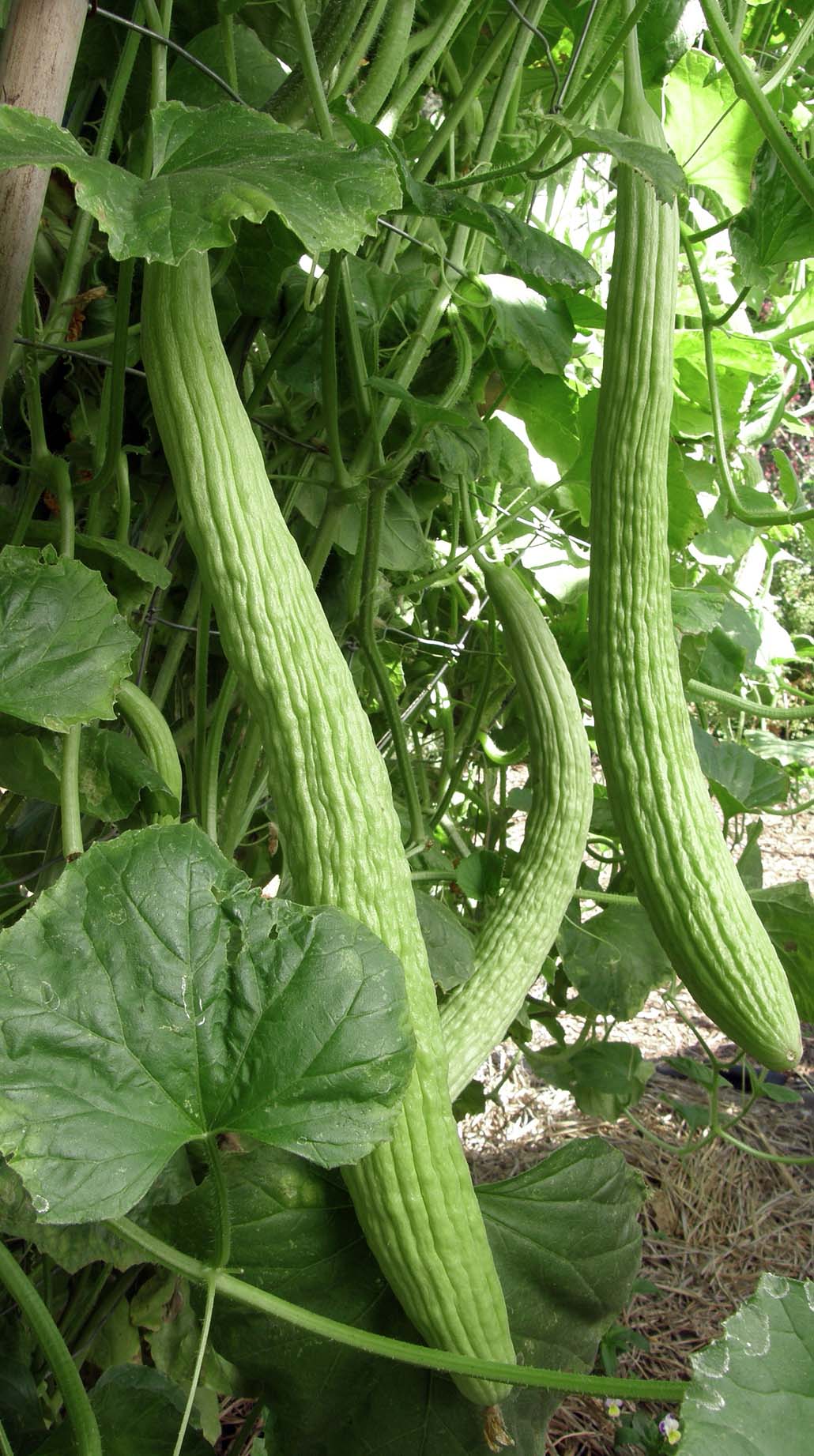planting armenian cucumber seeds Heirloom Cucumbers