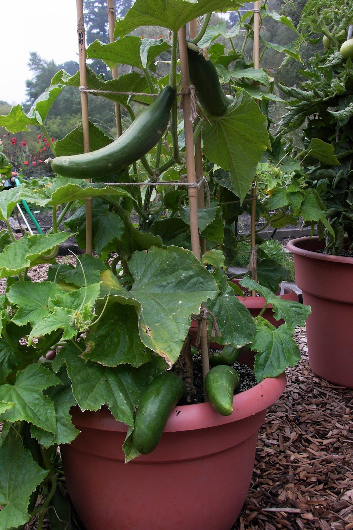 best pots for cucumber plants Renee's Garden Container Cucumber Bush Slicer Seeds
