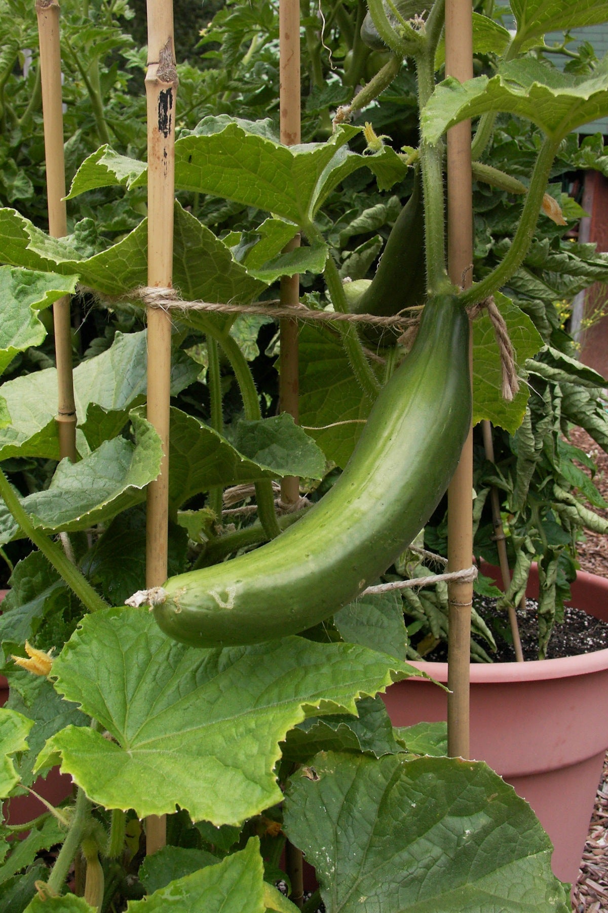 Renee's Garden Bush Slicer Cucumber