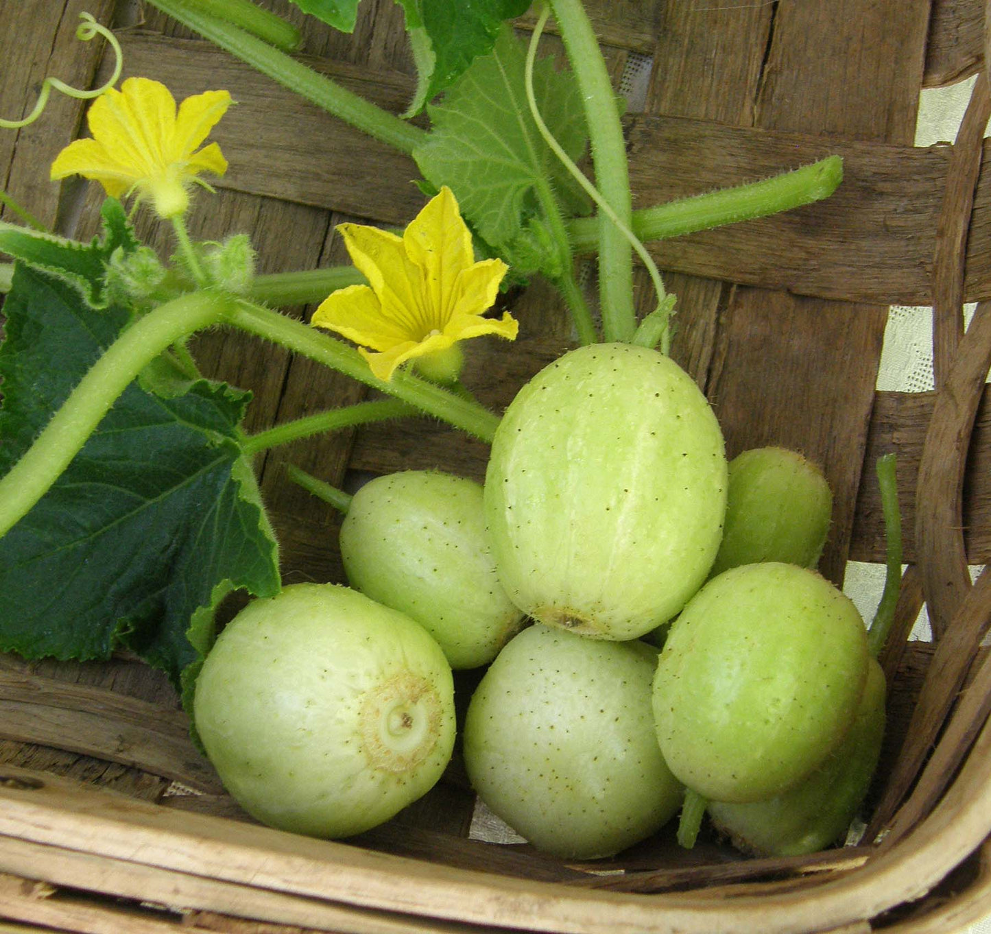 Lemon Cucumbers