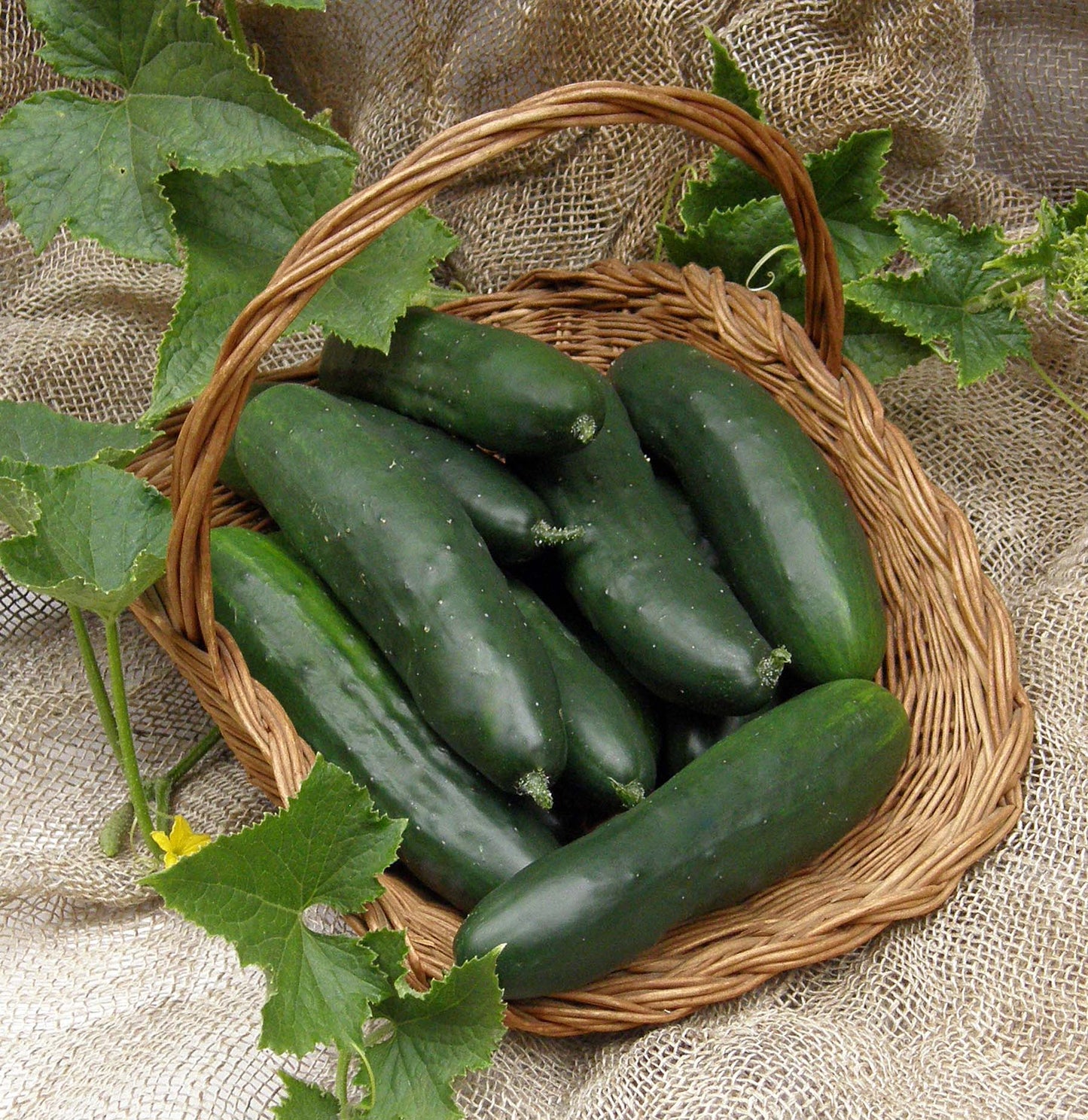 Patty’s Marketmore