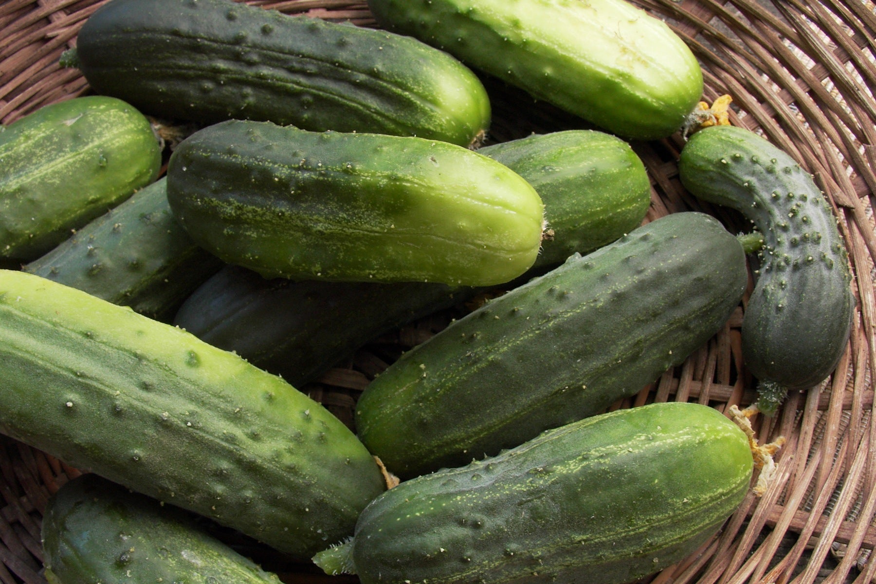Endeavor' Pickling Cucumber – Renee's Garden