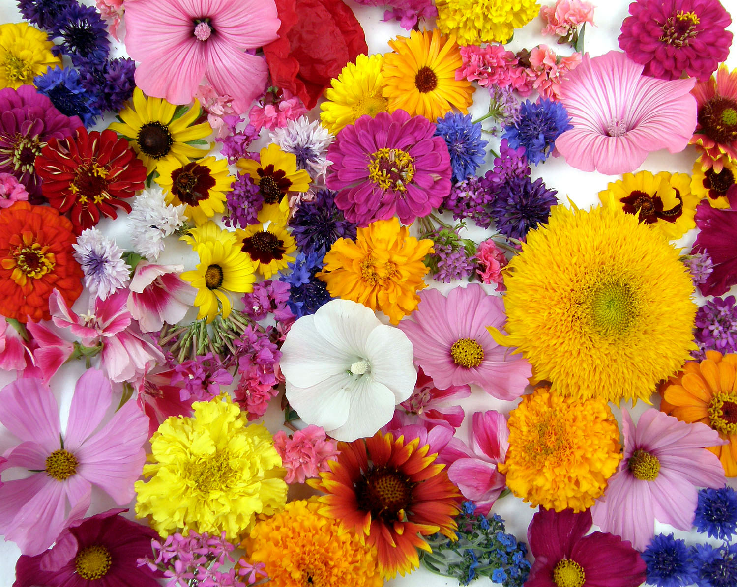 Endless Bouquets Cut Flower Garden' Scatter Garden Seeds – Renee's
