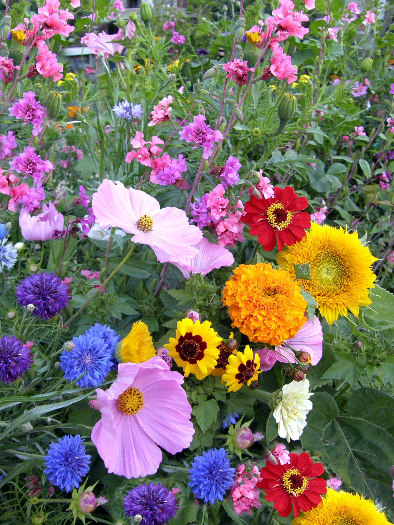 Endless Bouquets Cut Flower Garden' Scatter Garden Seeds – Renee's