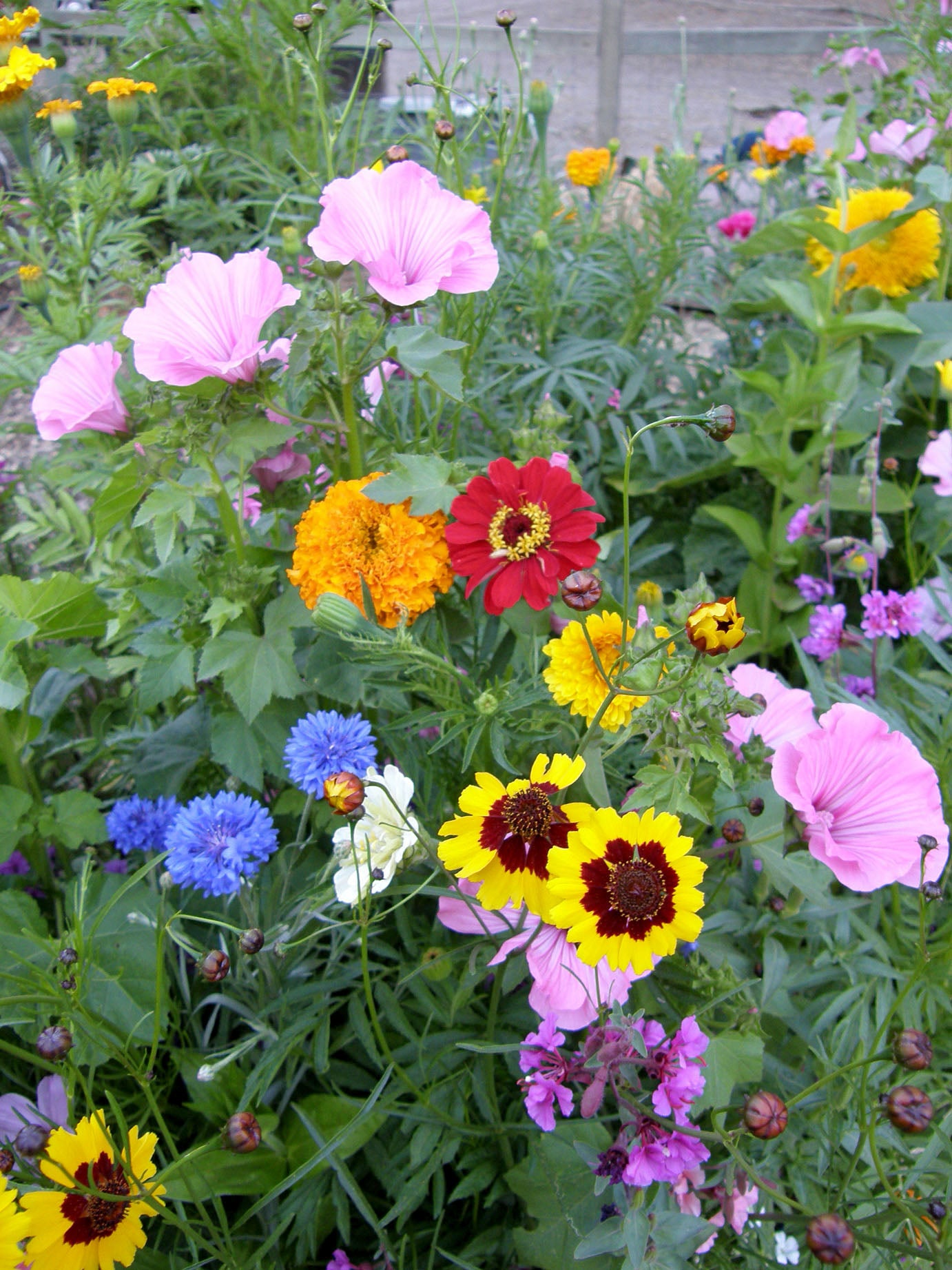 Endless Bouquets Cut Flower Garden' Scatter Garden Seeds – Renee's