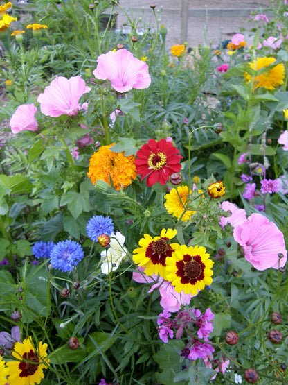 Endless Bouquets Cut Flower Garden