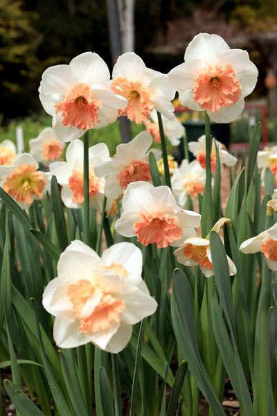 daffodil_fancy_mix_04_grande.
