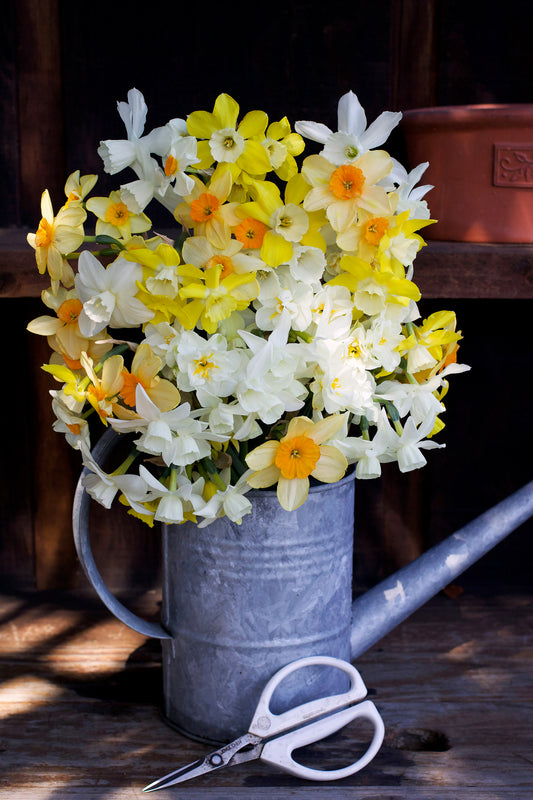 Narcissus Perfume Mix