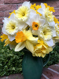 Daffodil Bulbs - Cold Winter Mix