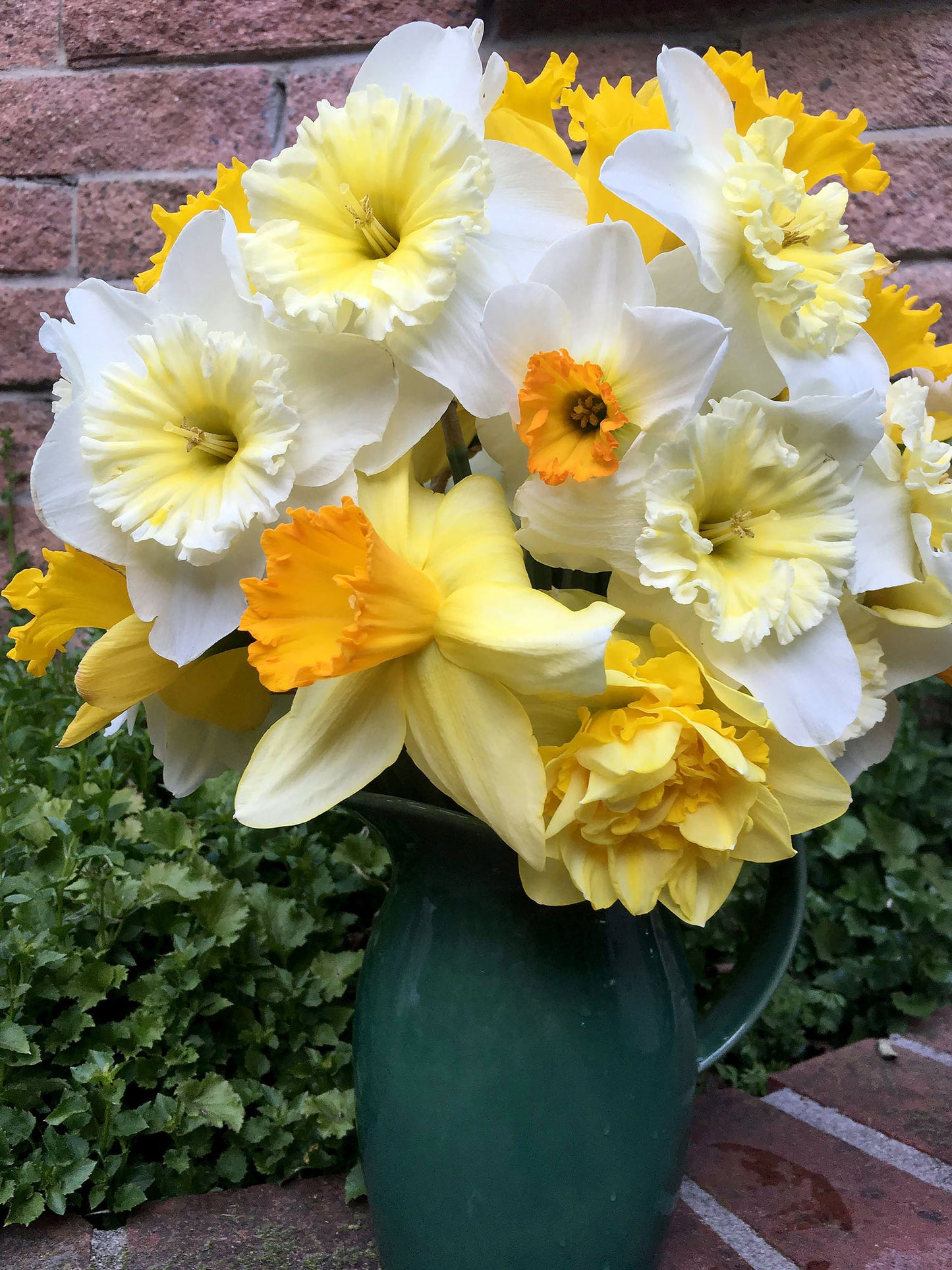 Daffodil Bulbs - Cold Winter Mix