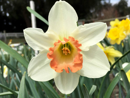 Mild Winter Mix