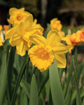 Daffodil Bulbs - Golden Hour Mix