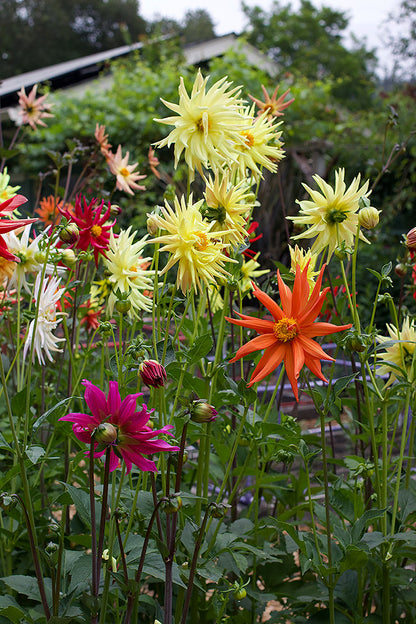 Summer Fireworks