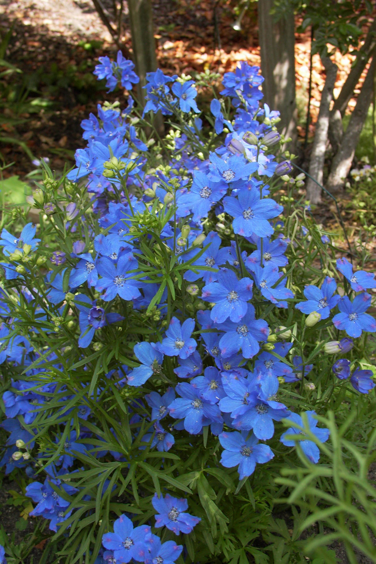 Heirloom Blue Mirror