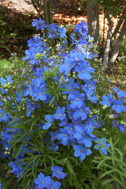 Heirloom Blue Mirror