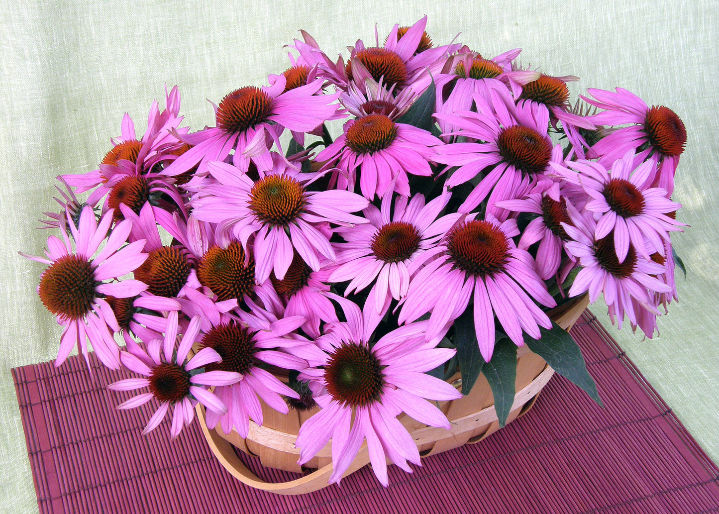 Starlight Echinacea