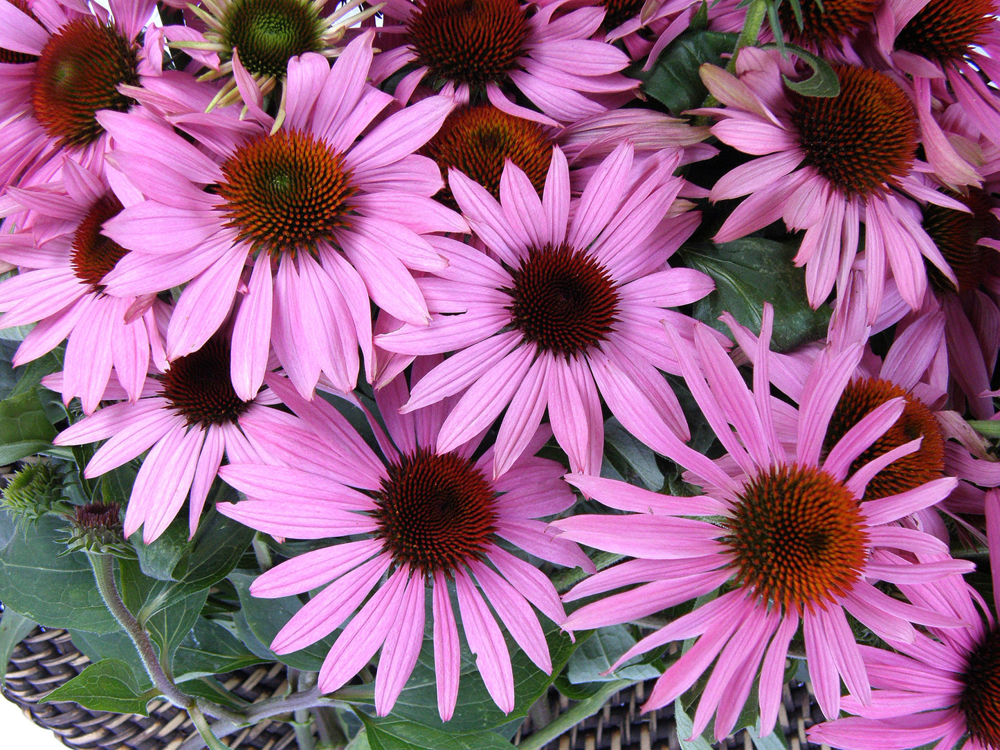 Starlight Echinacea