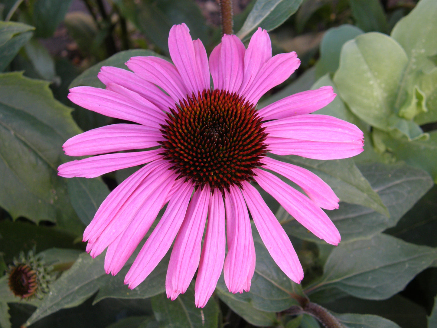 Starlight Echinacea