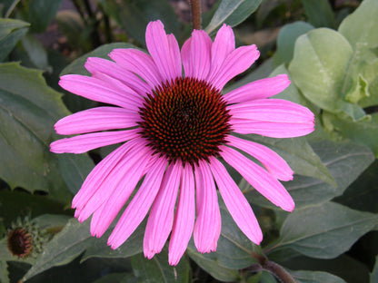 Starlight Echinacea