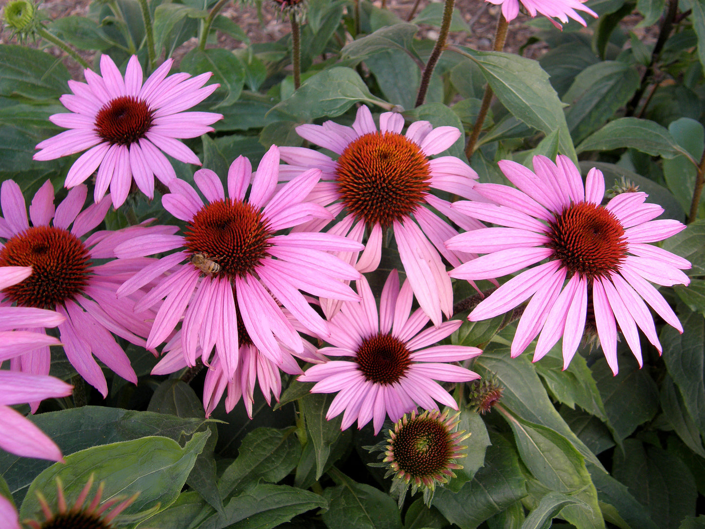Starlight Echinacea