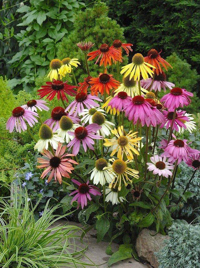 echinacea sensation pink seeds Echinacea Paradise Mix