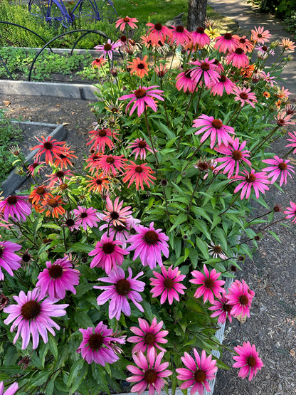 Echinacea - Sunset Gems Mix