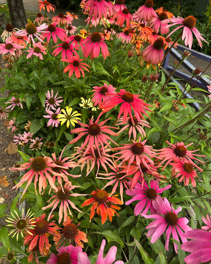 Echinacea - Sunset Gems Mix