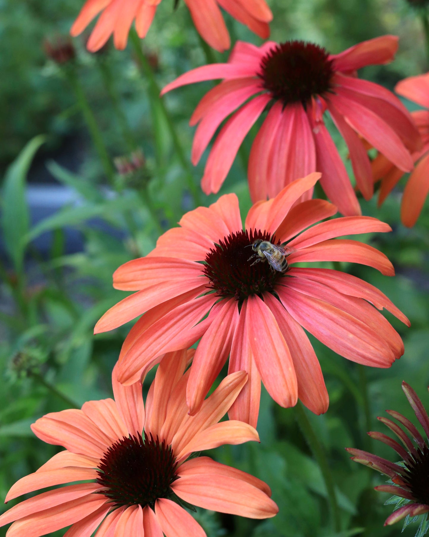 Echinacea - Sunset Gems Mix