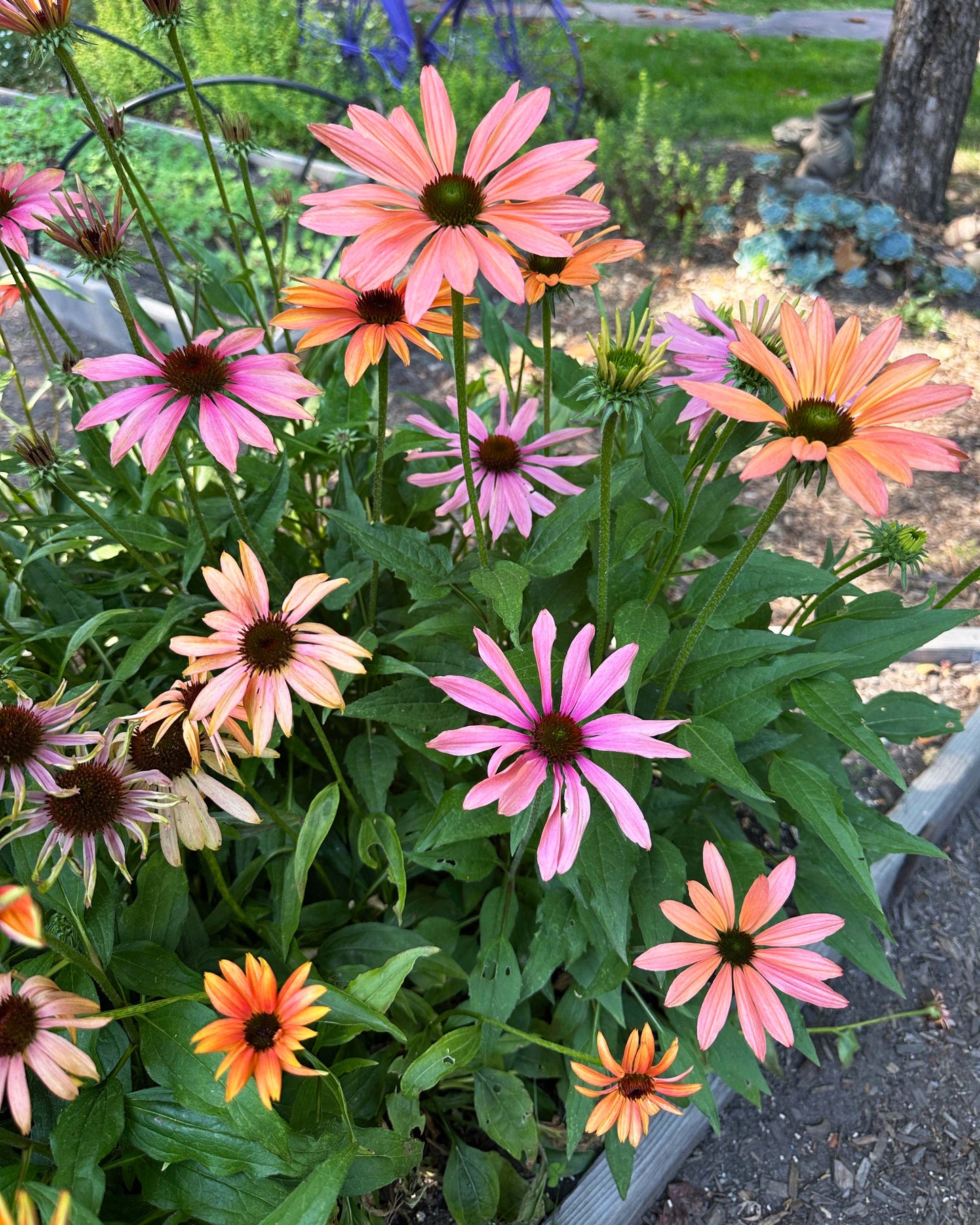 Echinacea - Sunset Gems Mix