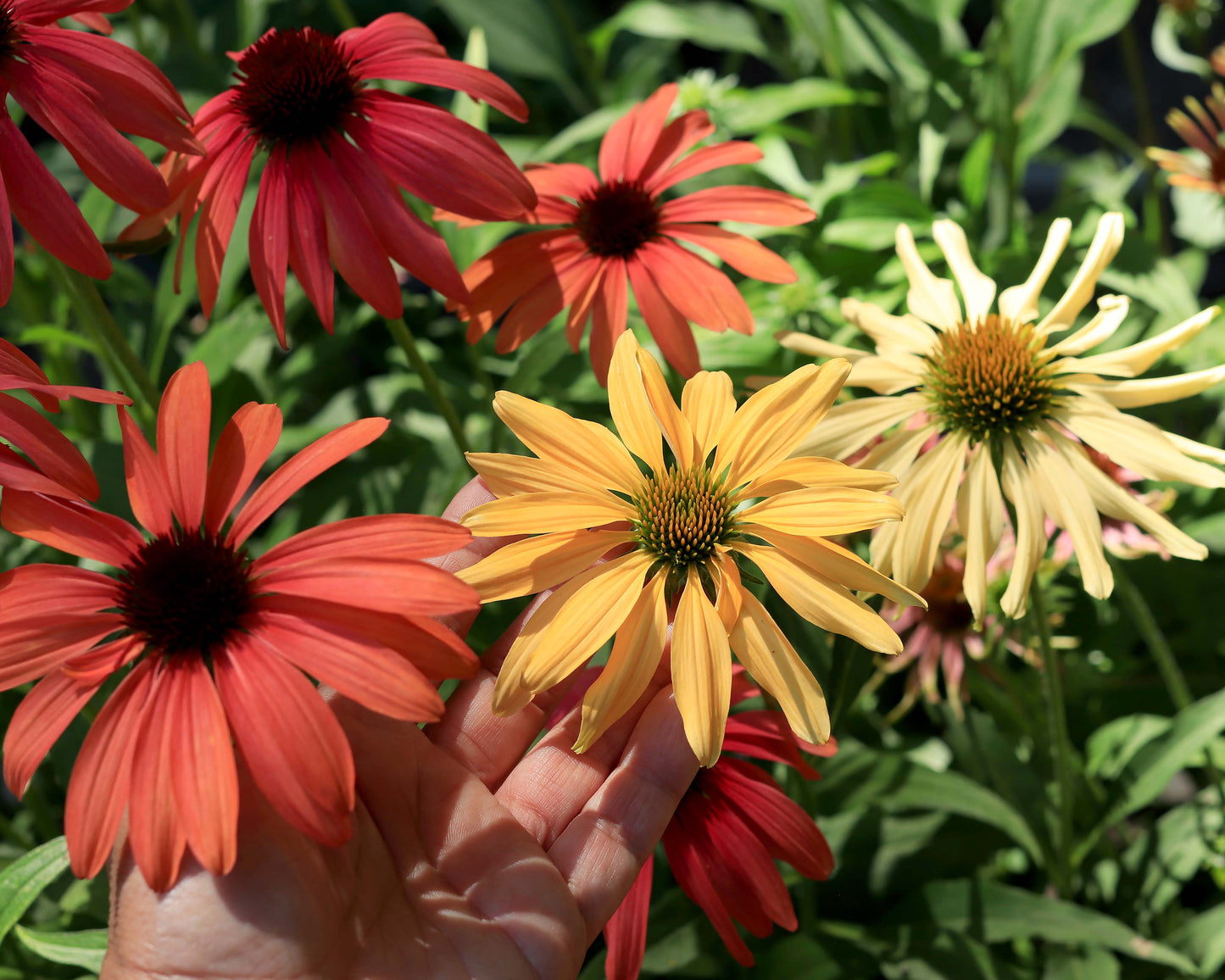 Echinacea - Sunset Gems Mix