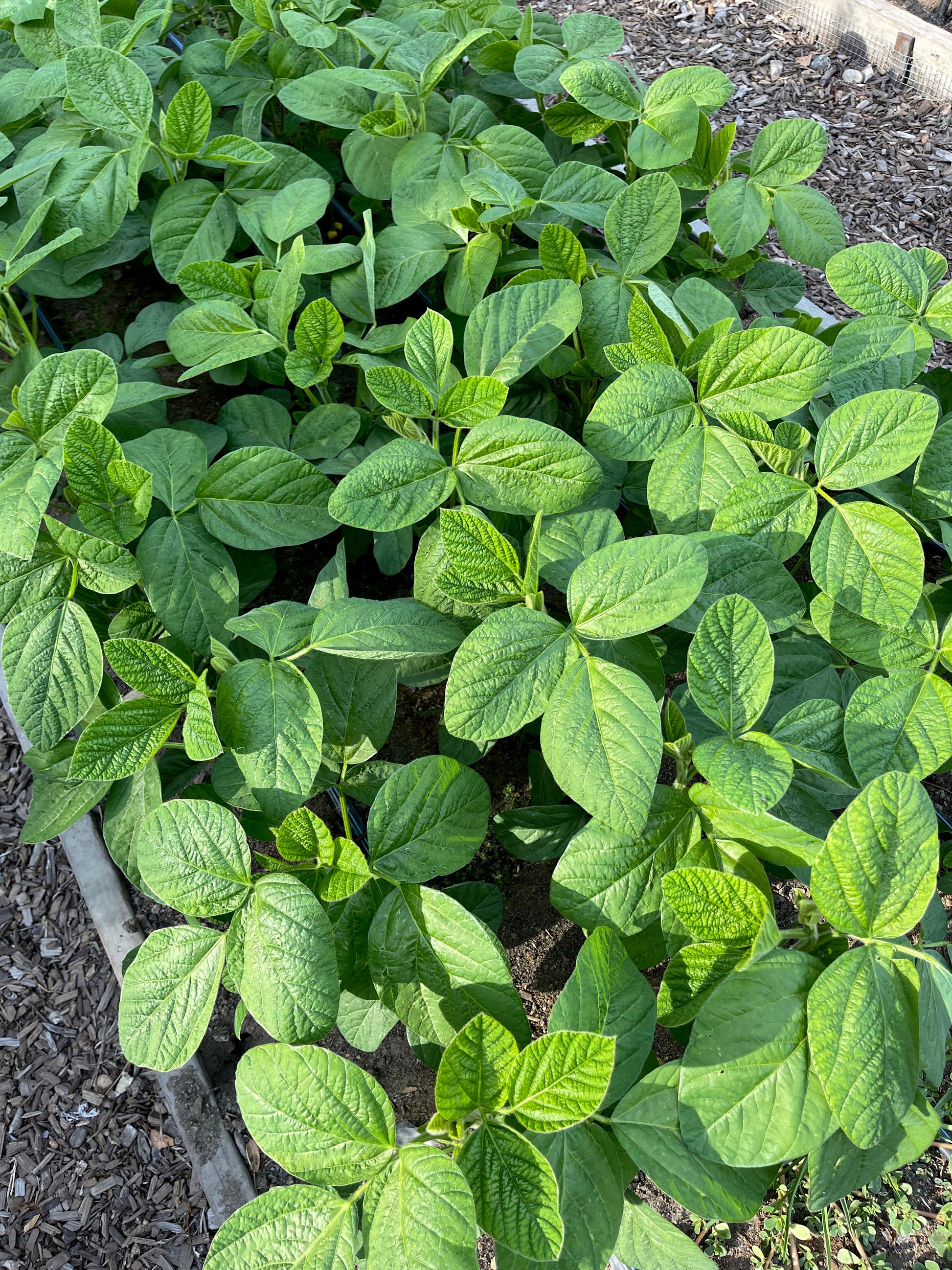 edamame beans seeds to plant Edamame' Fresh Soy Beans – Renee's Garden