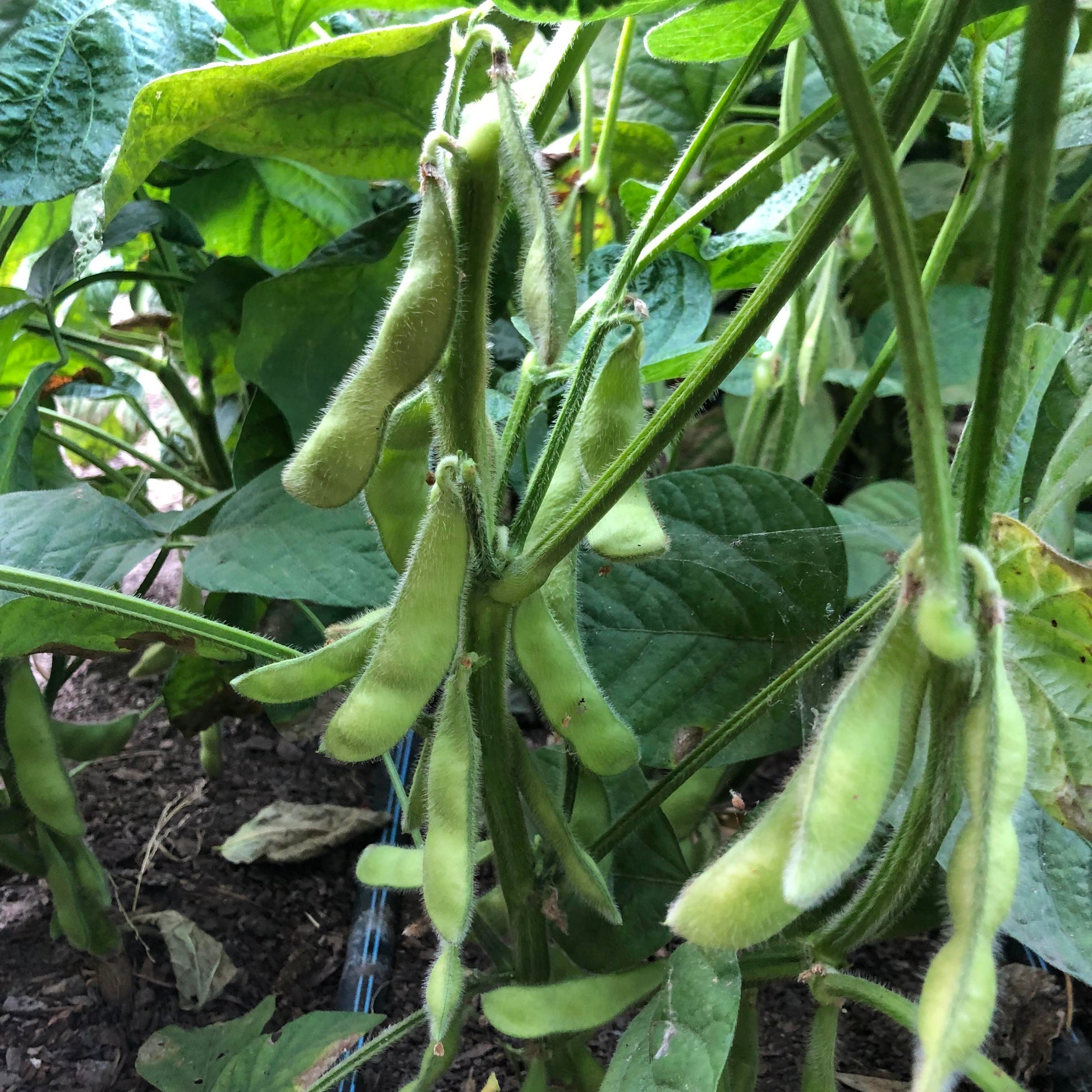 edamame beans seeds to plant Fresh Soy Beans