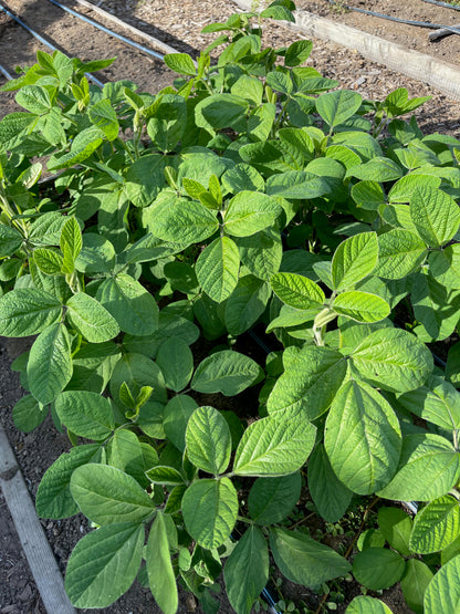 edamame seeds to plant Edamame' Fresh Soy Beans – Renee's Garden