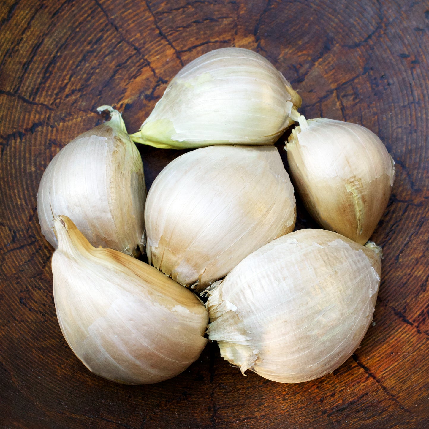 Elephant Garlic