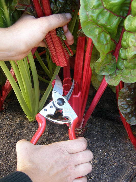 Felco Hand Pruners