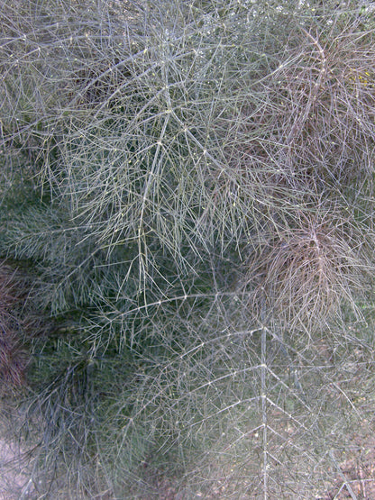 Smokey Bronze Fennel