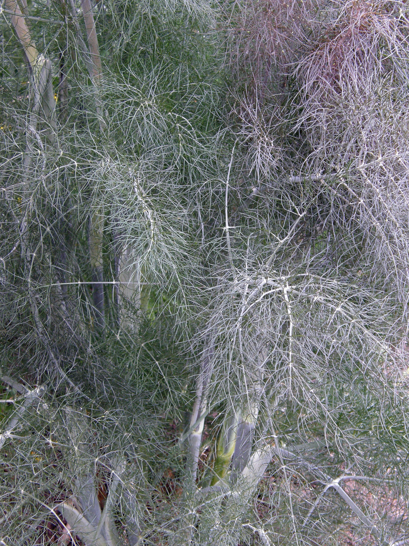 Smokey Bronze Fennel
