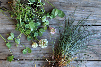 Microclover Fescue