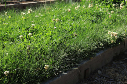 Microclover Fescue